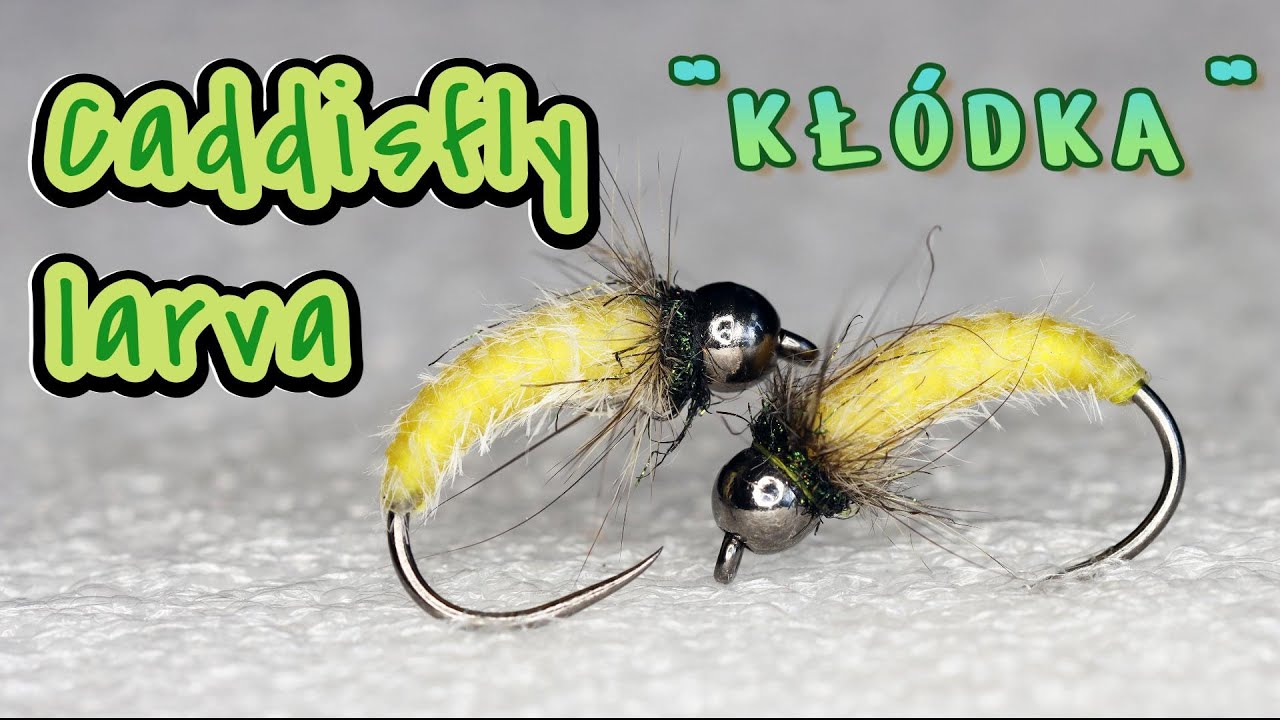 Caddisfly larva 