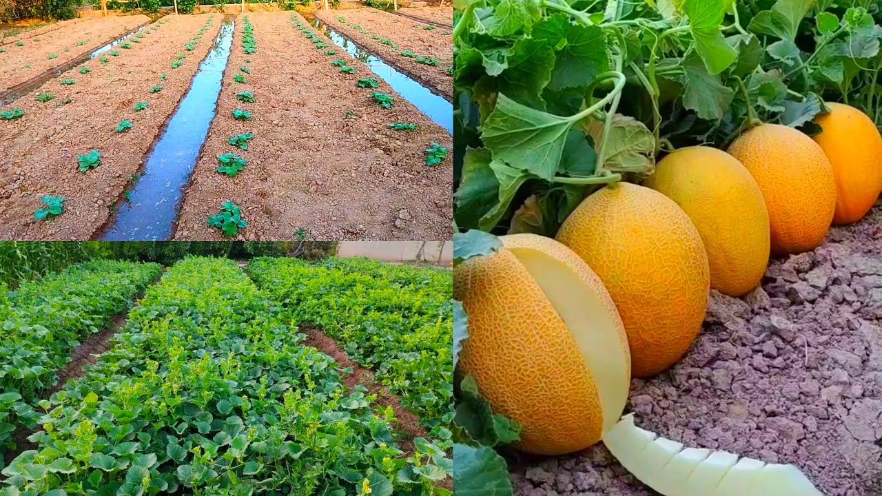 Uy sharoitida qovun yetishtirish / Growing melons at home
