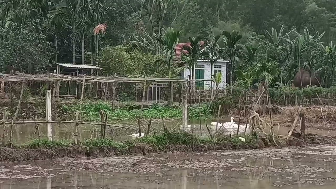A rural scene on a slightly chilly day // Vietnamese village