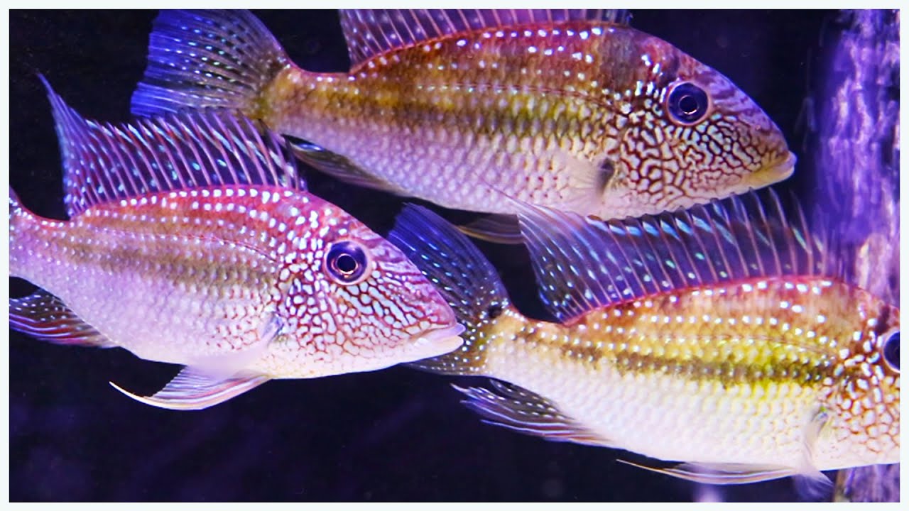 75 Gallon Aquarium Stocking Ideas: Some Cool and Unusual Fish!