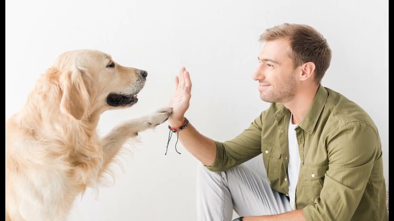 Landlords must allow occupants to keep pets in major tenancy rules overhaul