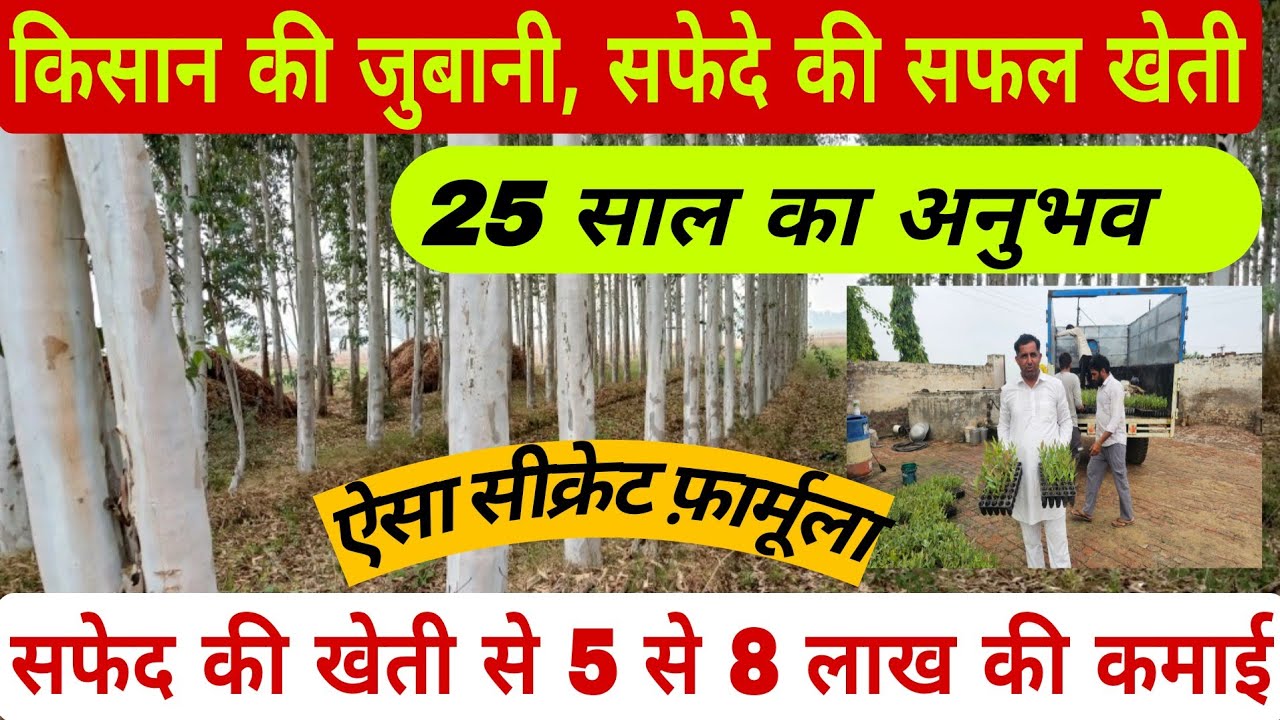 सफेदे की सफल खेती कैसे करें, सुने किसान की जुबानी। कमाई लाखों में #farming 