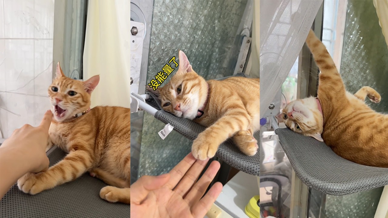 【开朗的菠萝头】我家小貓的迷惑行為大賞，又傲嬌又可愛，每天都能萌化我#小猫 #cat #橘猫 #猫咪 #宠物