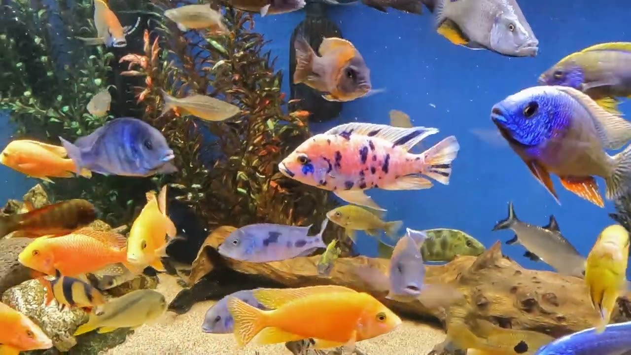 Nursing an Injured Cichlid Back to Health