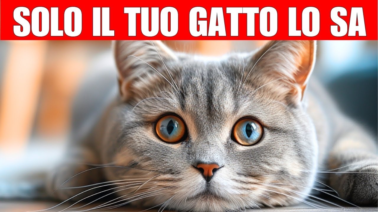 11 segreti che il tuo gatto sa di te | I gatti sanno tutto!!!!!