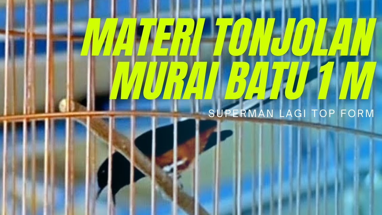 BEGINI MATERI TONJOLAN MURAI BATU 1 MILIAR || SUPERMAN TOP FORM