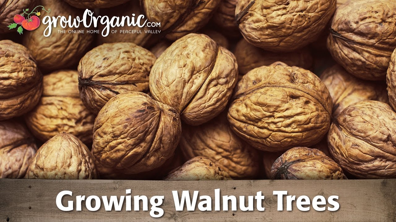 Growing Organic Walnut Trees