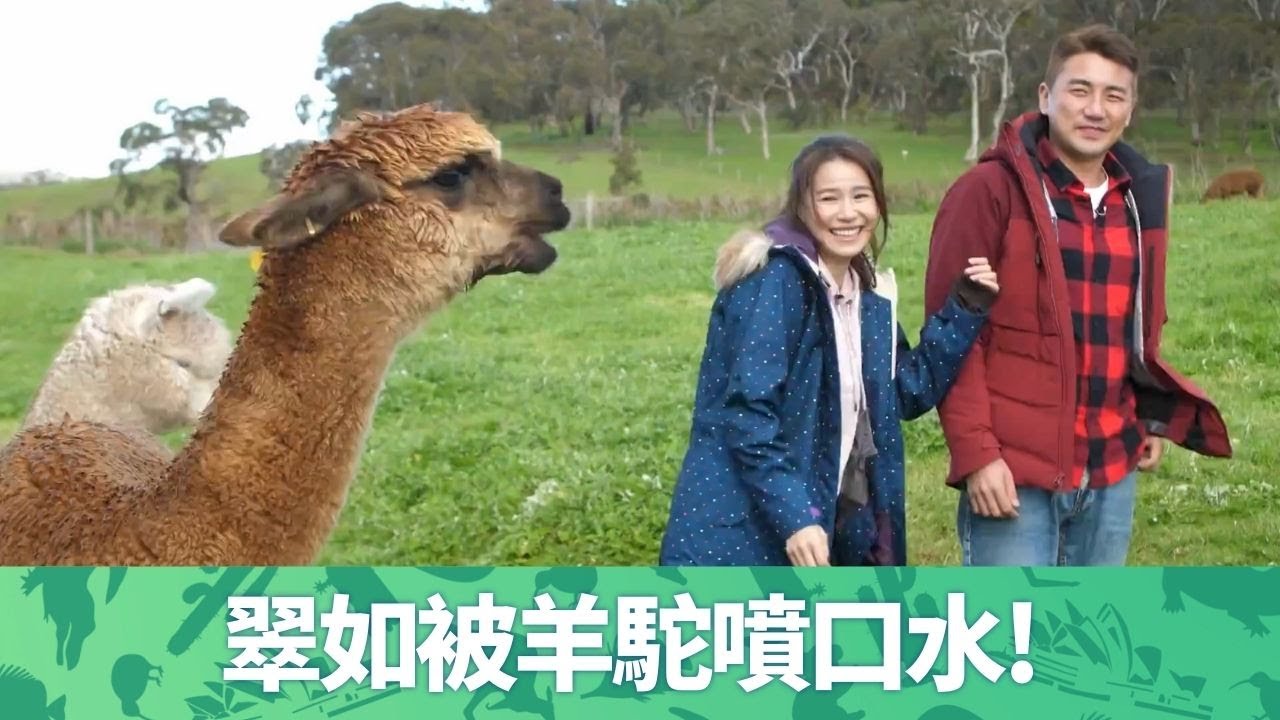 黃翠如、洪永城合體再遊澳洲｜農場親親羊駝被噴口水! 酒莊外有大師Dali千萬藝術品｜學調酒吐真言? Tony爆翠如婚姻問題!｜出走澳洲 黃翠如 洪永城 CC中文字幕