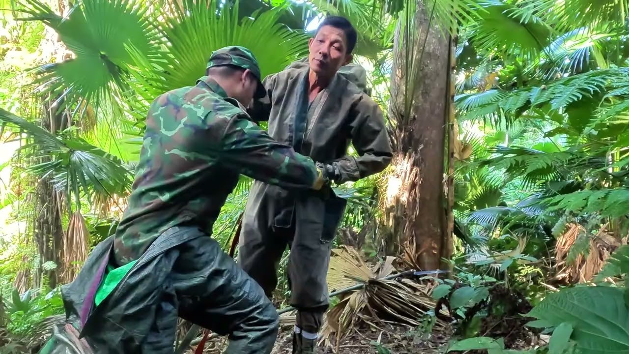 Tổ ong siêu to trên cây khổng lồ