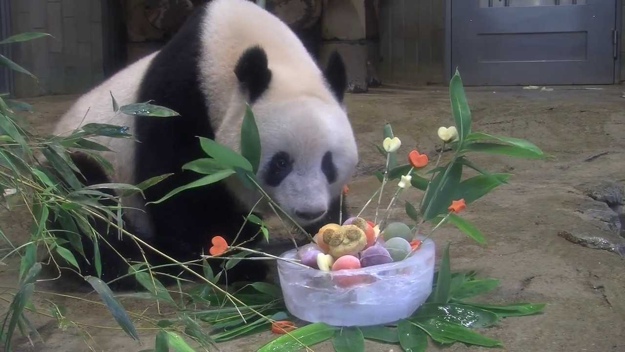 シャンシャン誕生日特別動画──誕生日ケーキのプレゼント（音声あり）