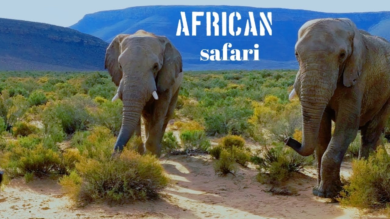African Safari- Aquila private game reserve, Cape Town