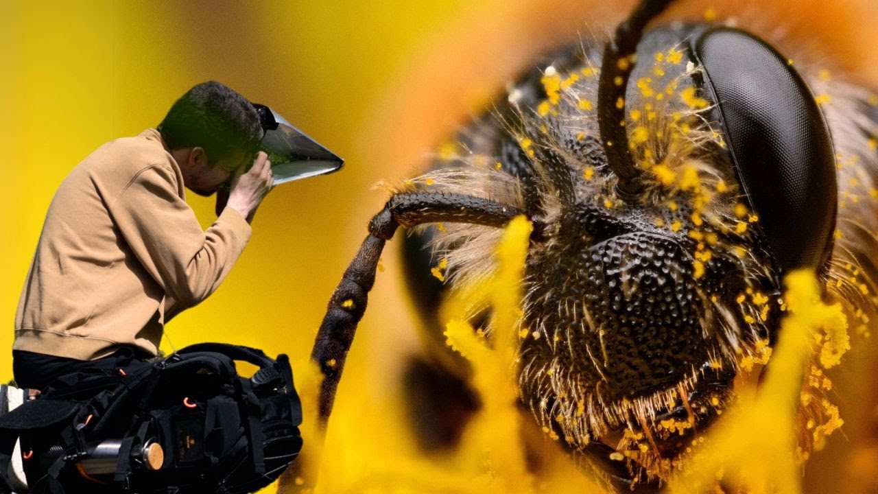 I found some awesome INSECTS | Macro Photo Walk