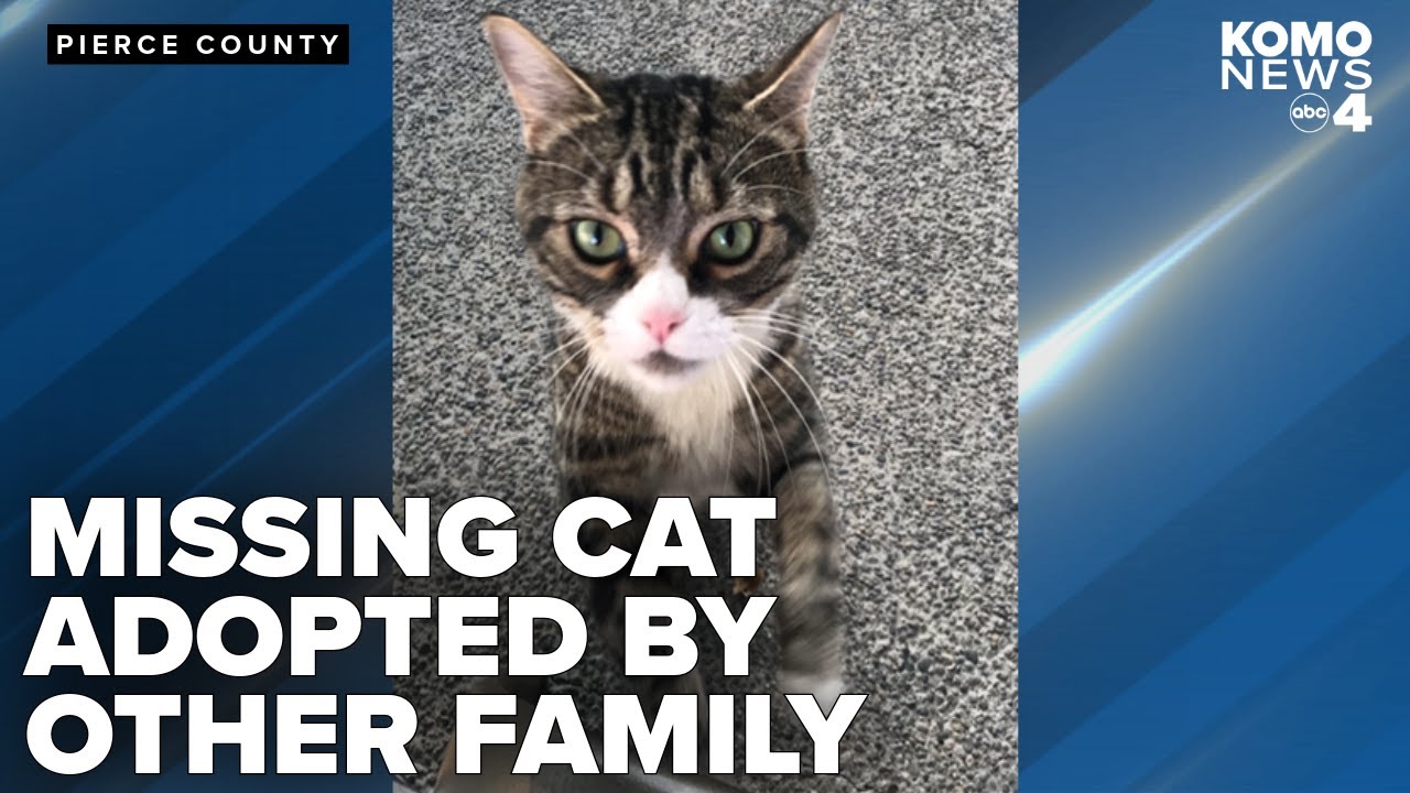 Pierce County woman fights in court for return of adopted cat: 'I did not give him up'