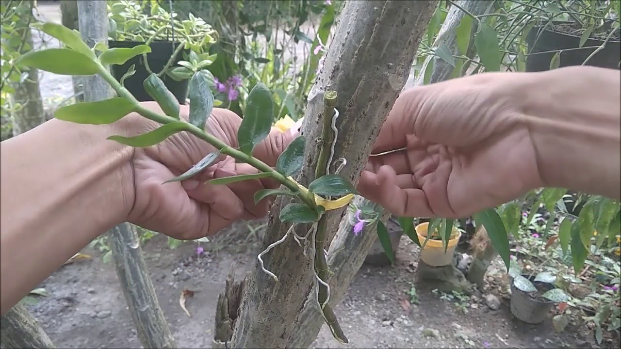 How to Propagate Dendrobium Anosmum