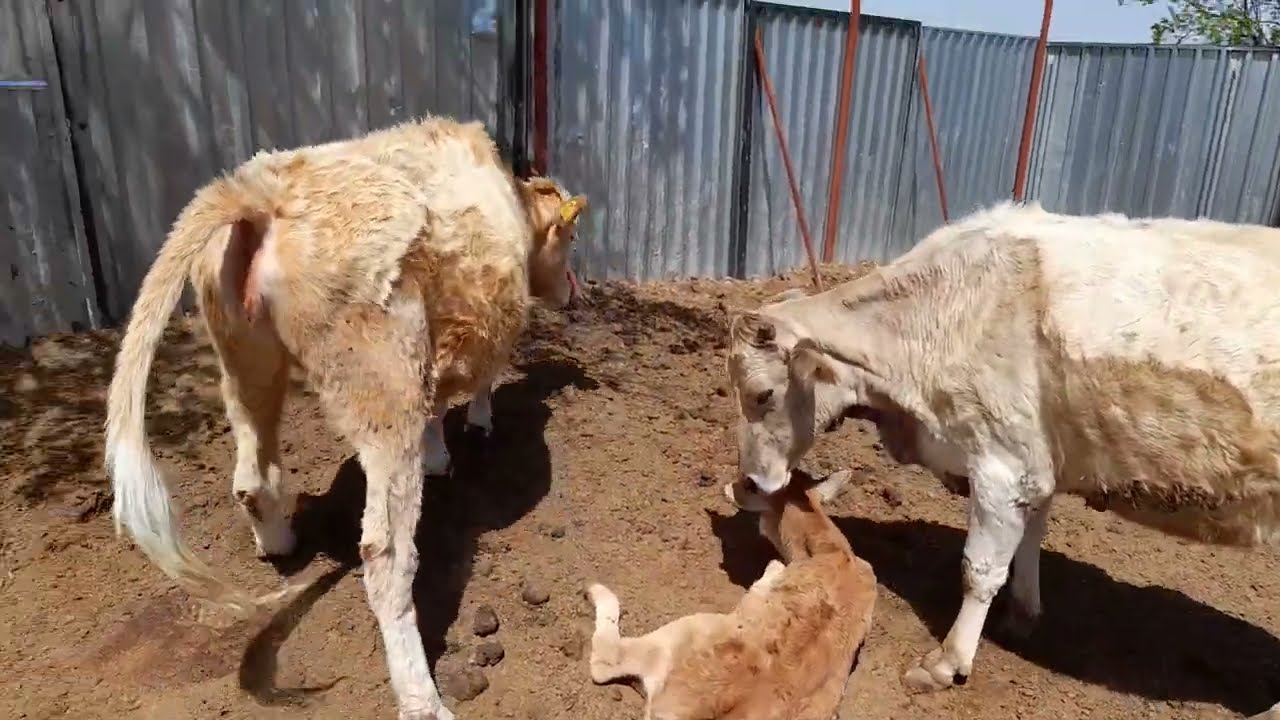 Düve Alırken Nekere Dikkat Etmeli, Ahır Nasıl Olmalı #calf #cattle #bulls #ytdayibenionecikarnolur