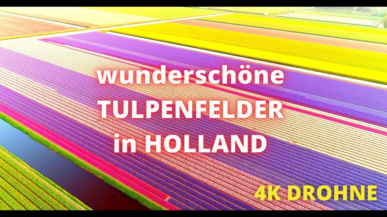 atemberaubende Tulpenfelder von oben / Niederlande / 2022 / drone shots