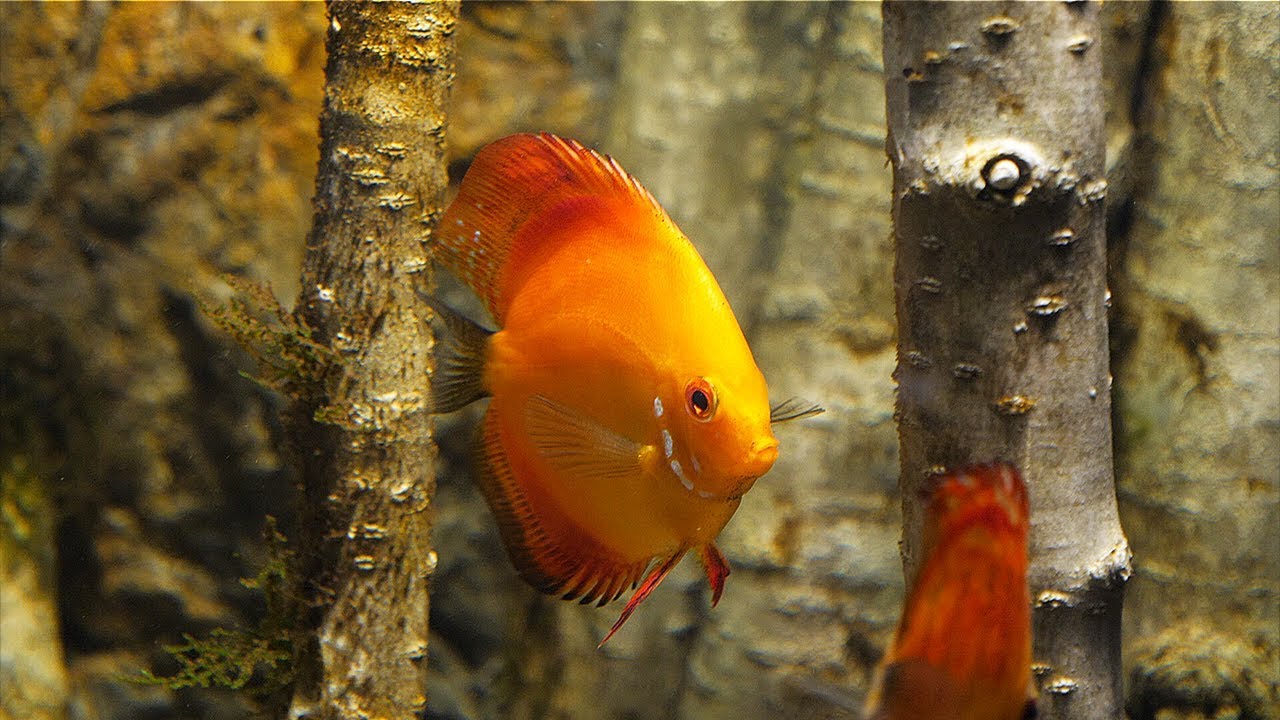 HOW TO cycle an aquarium in 8 ways