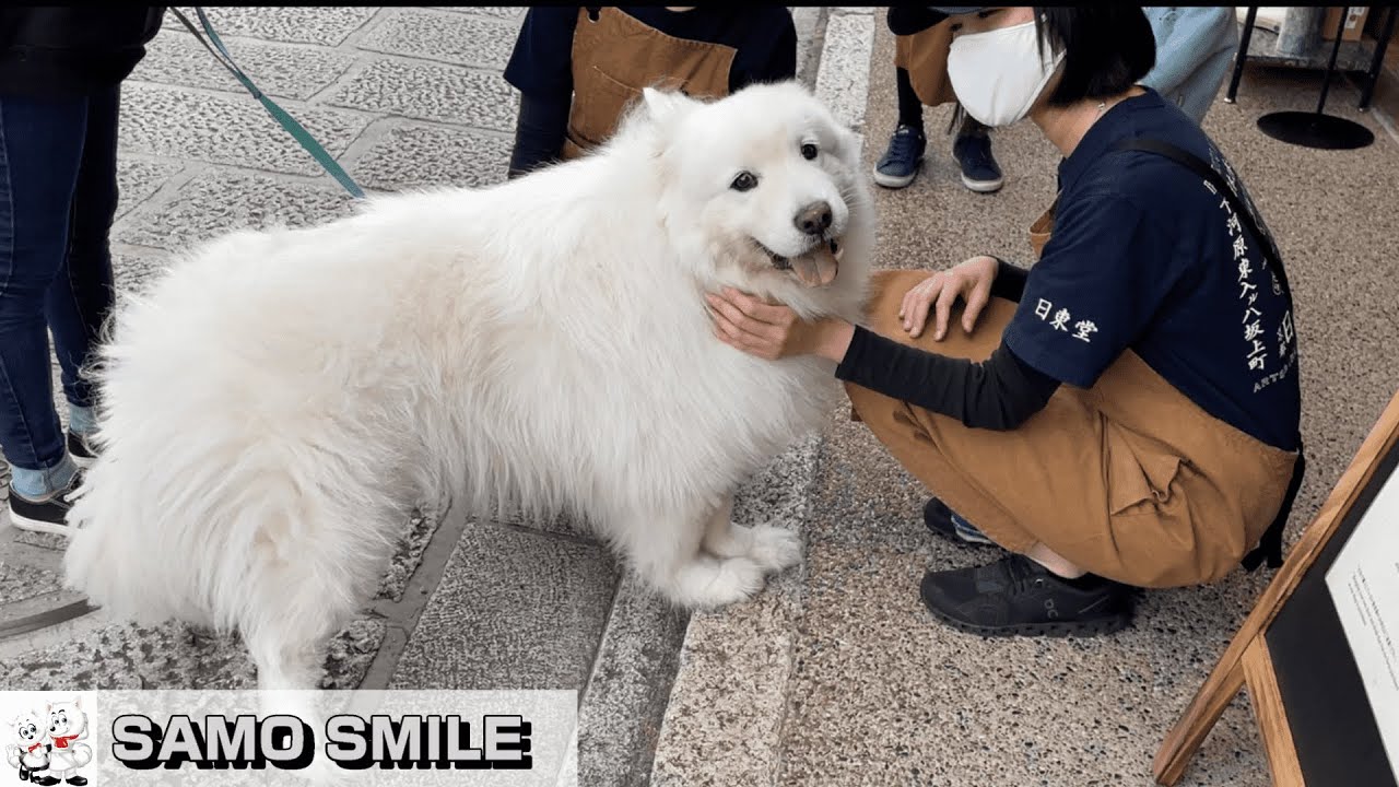 【じぃちゃんサモエド】「いらっしゃいませ！」看板犬をやってみた。京都清水寺　/　