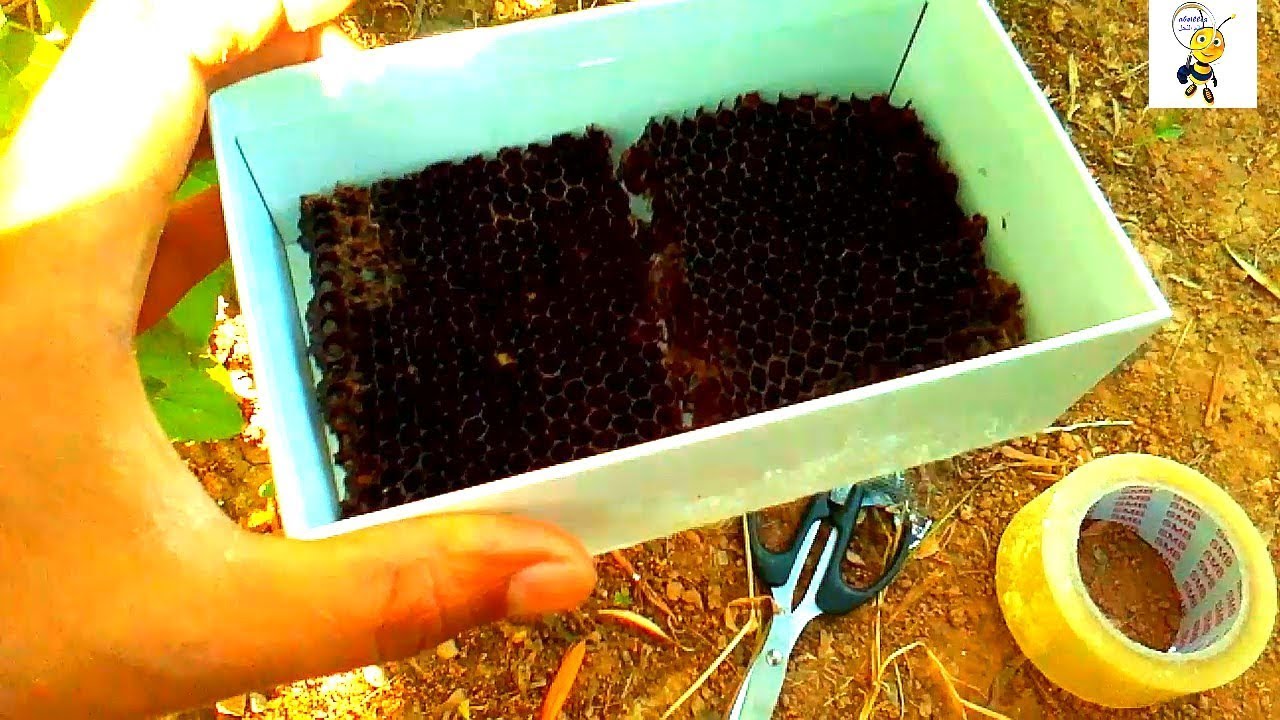 تجربة تلقيح ملكة عذراء في القفص Mating vergin queens without flying out of the hive !!
