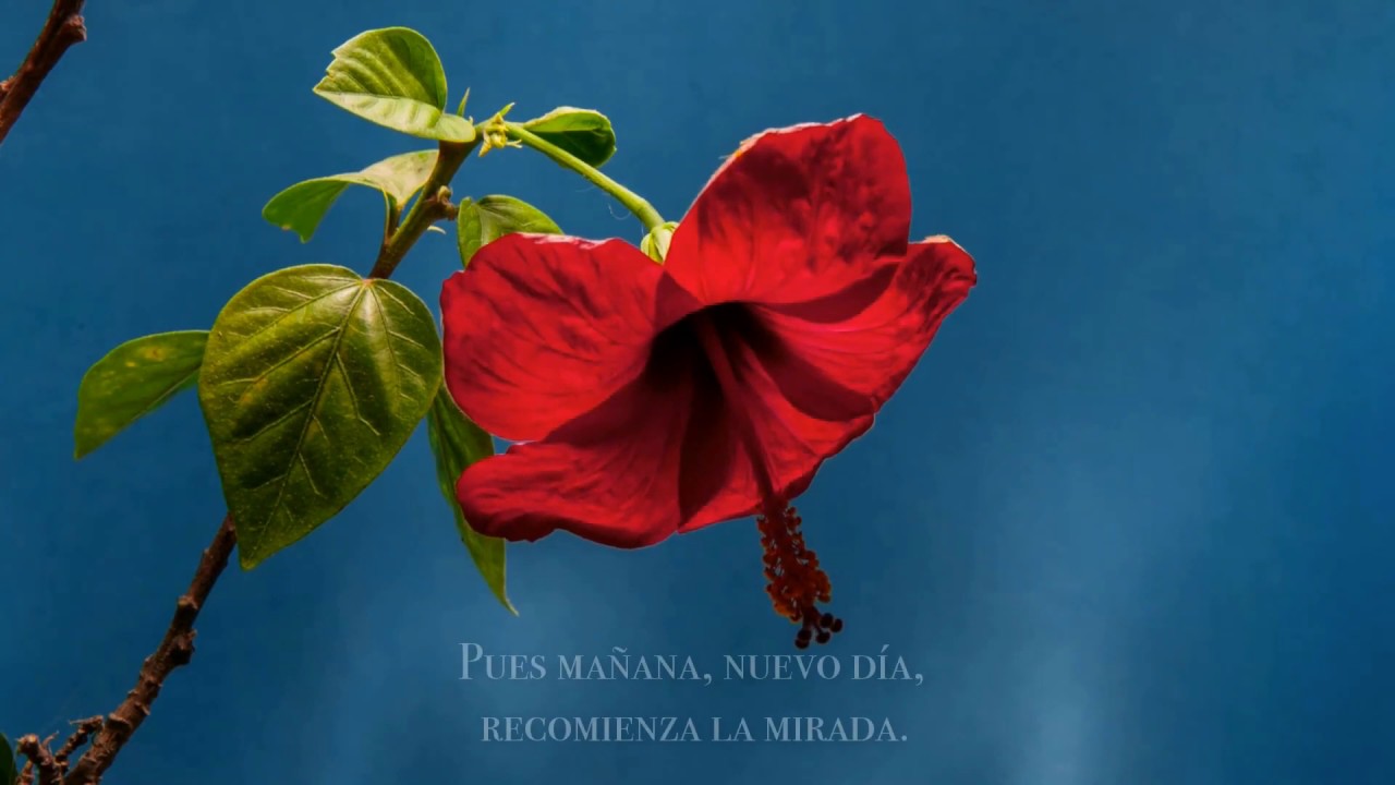 Renacer (Ana Luz)