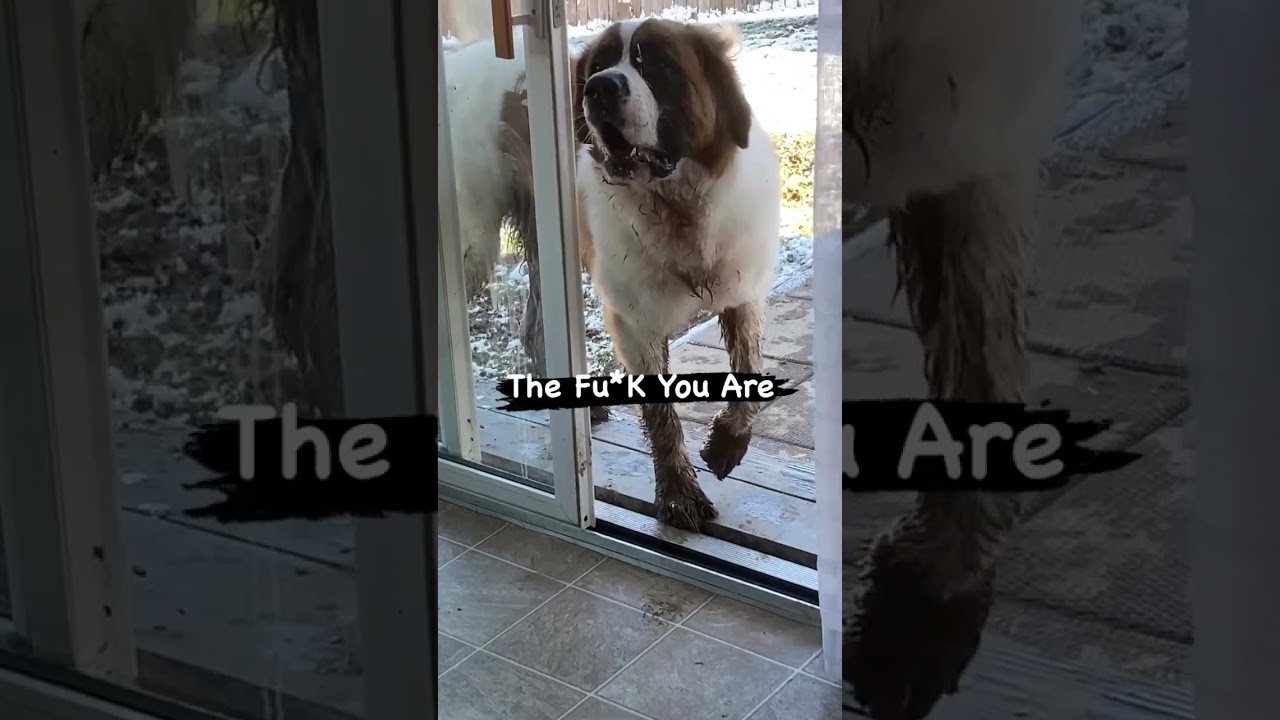Saint Bernard Torments  His Owner - Funny Dog Videos 2023 #dogshorts #shorts #funnyshorts #dogs