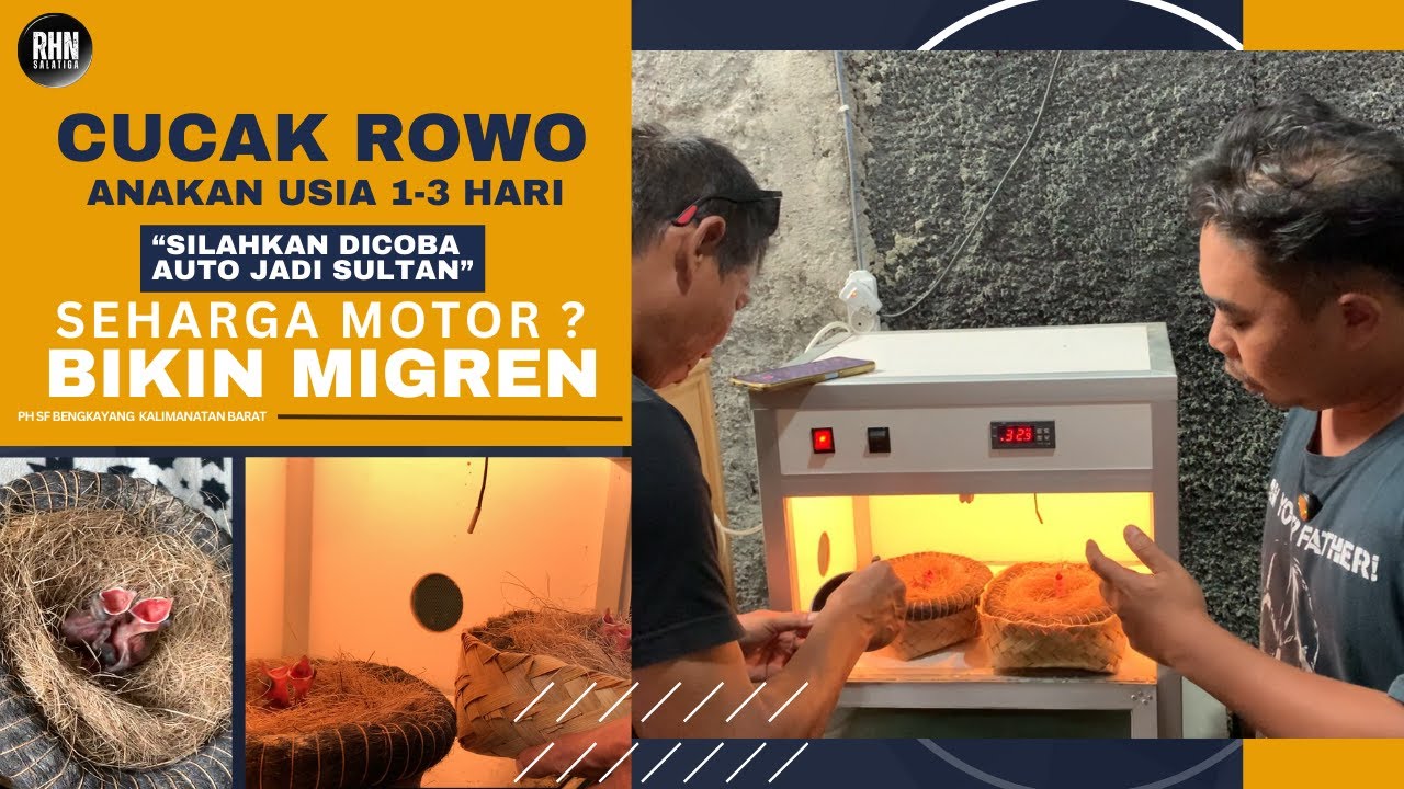 TRANSAKSI ANAKAN CUCAK ROWO USIA 1-3 HARI I RHN PH SF BENGKAYANG KALBAR