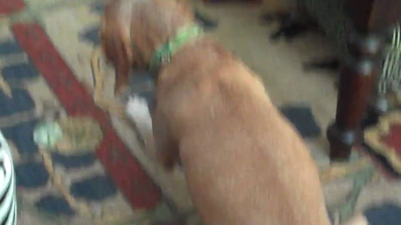 Doggie Vomit