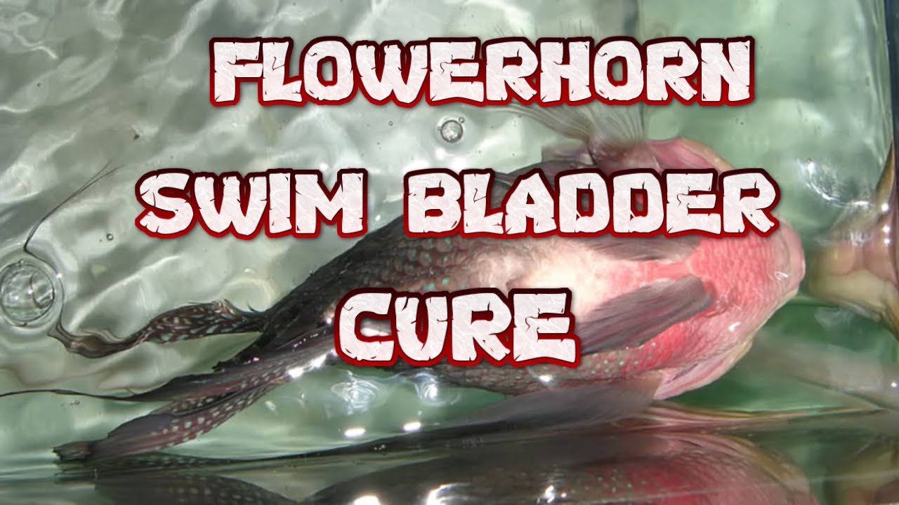 How to cure Flowerhorn Swim Bladder #flowerhornfish #flowerhorncare #flowerhorn