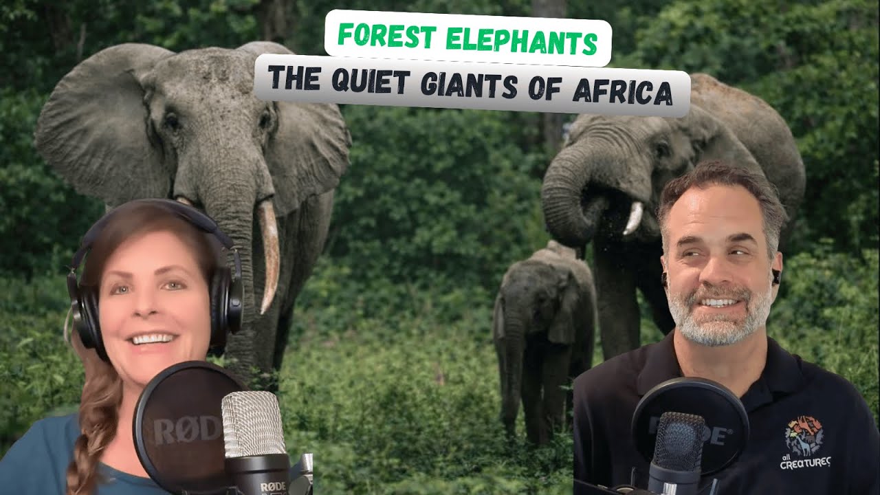 The Quiet Giants of Africa
