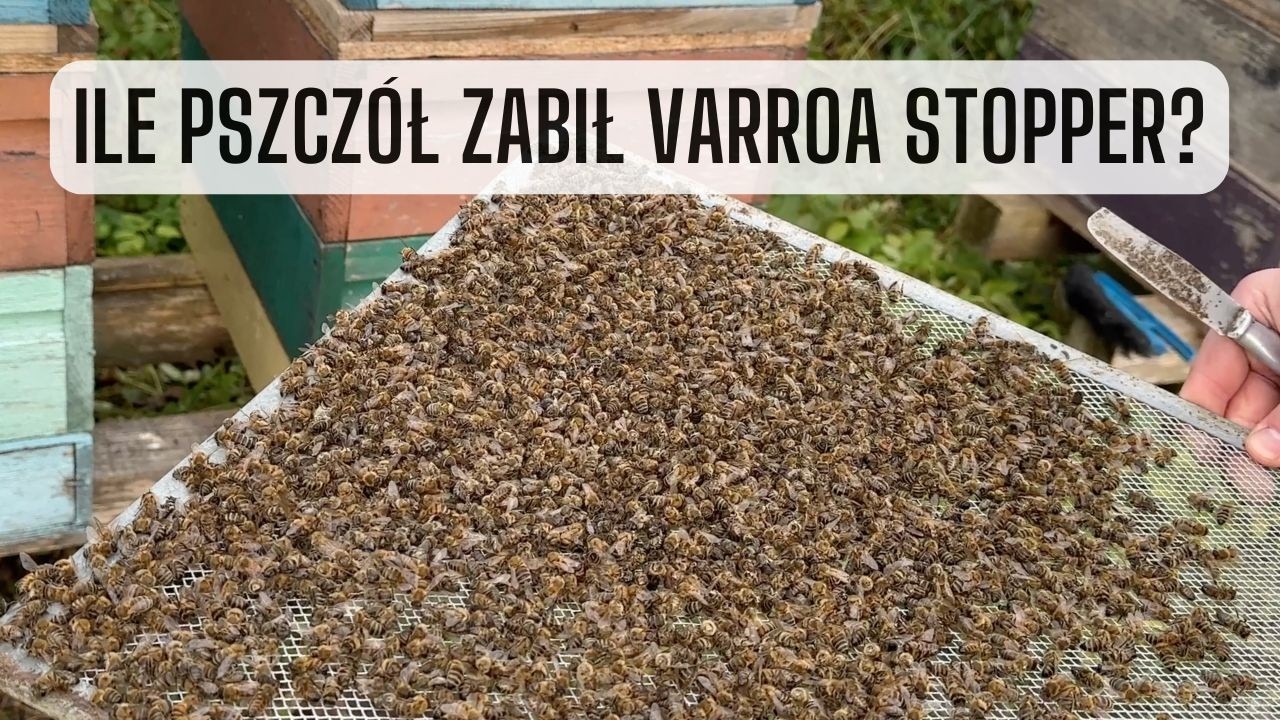 Varroa Stopper zabija pszczoły - podsumowanie testu [Oliwia Beata Myczkowska & Marian Surowiec]