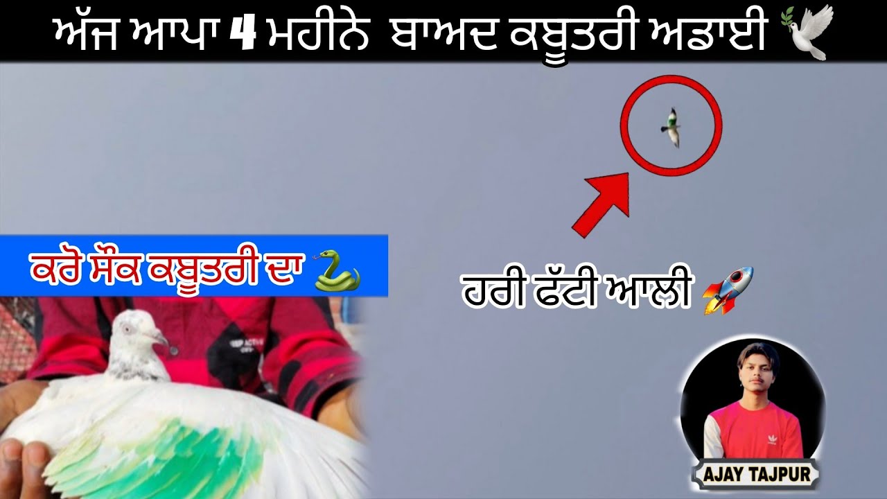 ਅੱਜ ਹਰੀ ਫੱਟੀ ਆਲੀ ਕਬੂਤਰੀ ਦੀ ਪਵਾਈ ਡਾਈ 🕊|| 4 ਮਹੀਨੇ ਬਾਅਦ ਵੀ ਛਤਰੀ ਤੇ 🕊👑 ( Ajay Tajpur) 