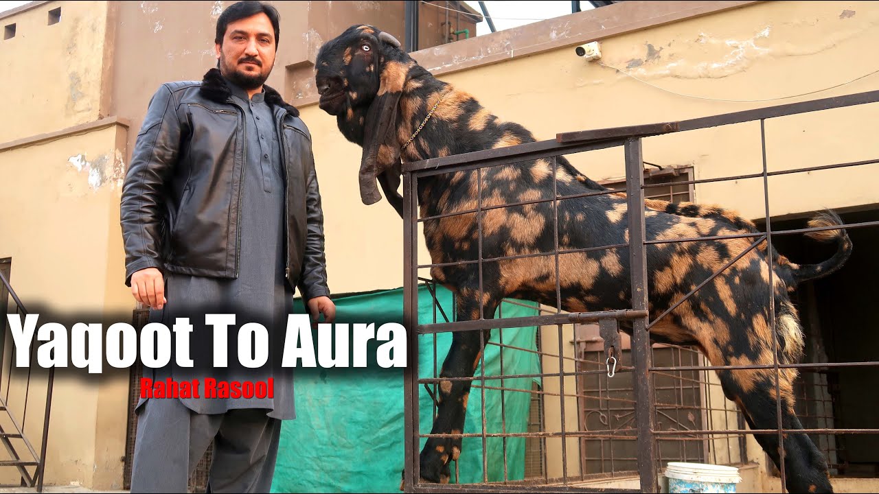 Aura New Shaira Breeder Goat Of Rahat Bhai Lahore 2025