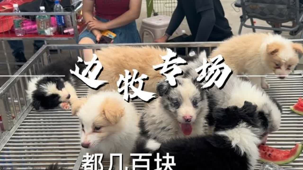 大量边牧到货，价格不高，各种颜色都有，喜欢就找我盘 