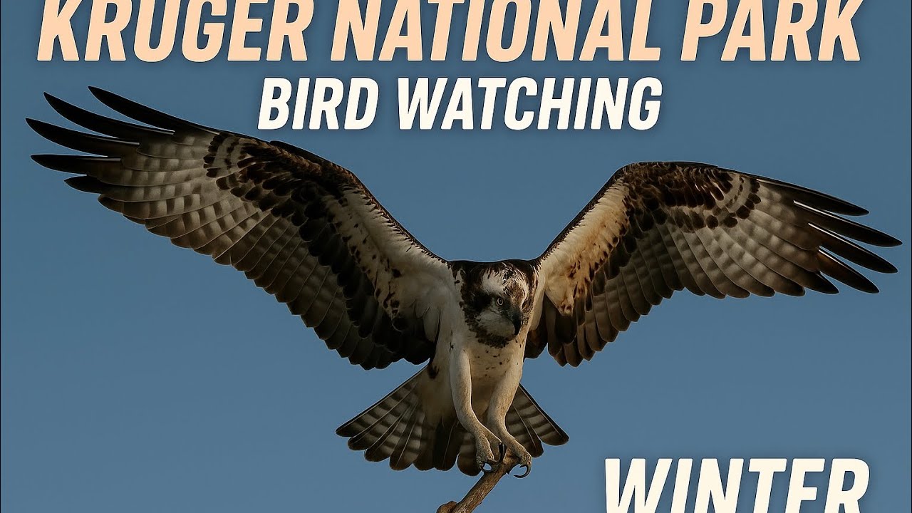 Kruger National Park | Four Seasons Birding Experience | Immerse Yourself in Original Sounds
