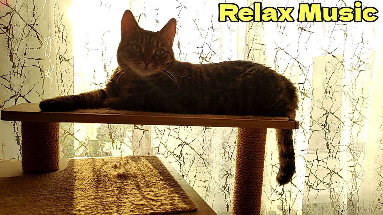 Cat on a Shelf in the Sun | Music That Instantly Calms You Down!