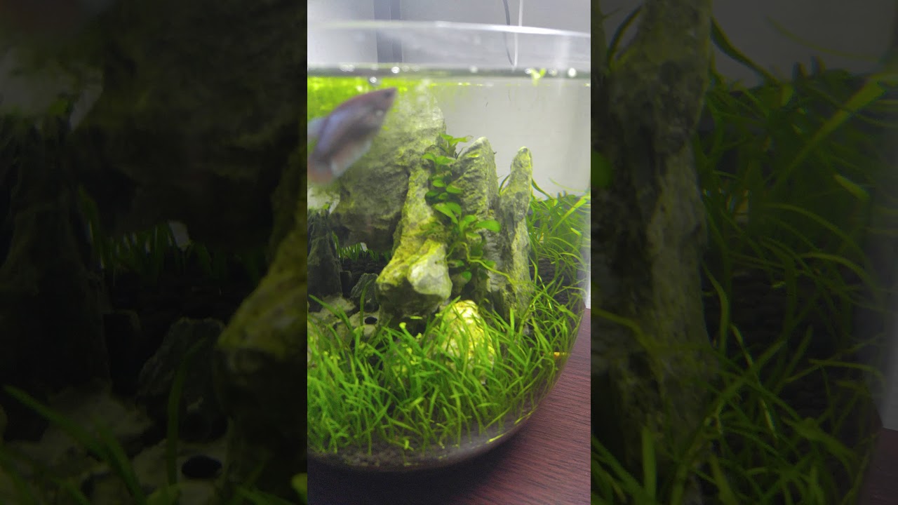 2 gallon planted vase
