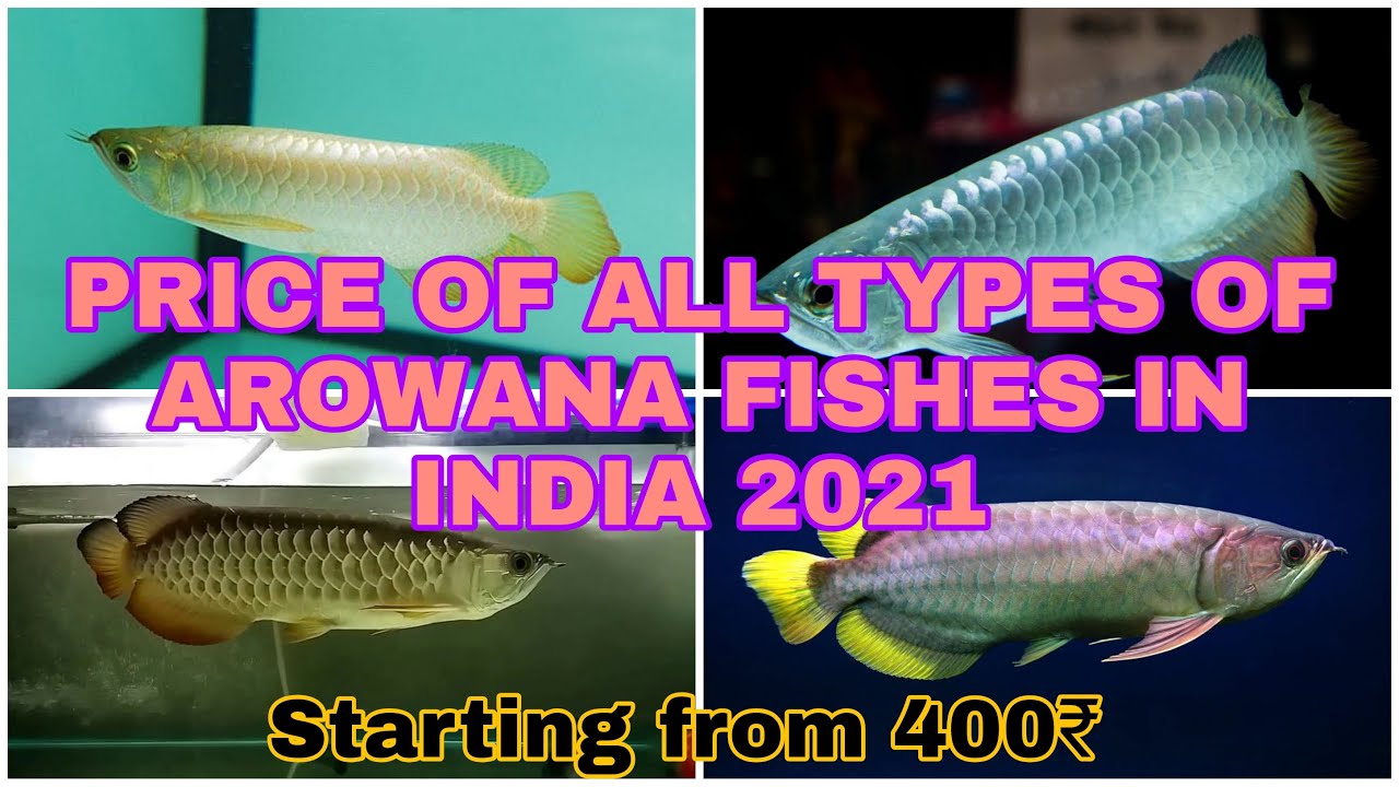 Arowana fish price in India in 2021 | Types of arowana fishes | Sahil's  Aquapet