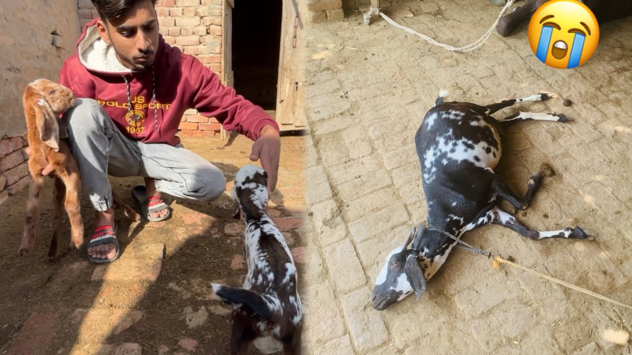 Hamri Bakri Ne Bachy De Diya😍|| Bacho Ki Maa Mar Gaye😭