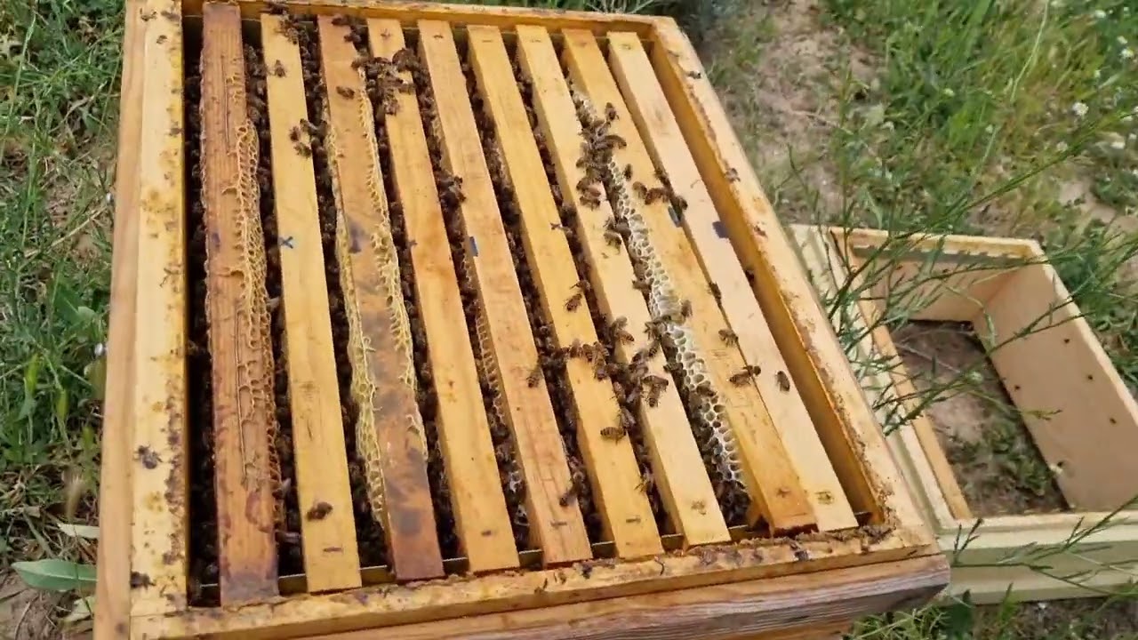 Cosechando por segunda vez colmena abeja Buckfast.
