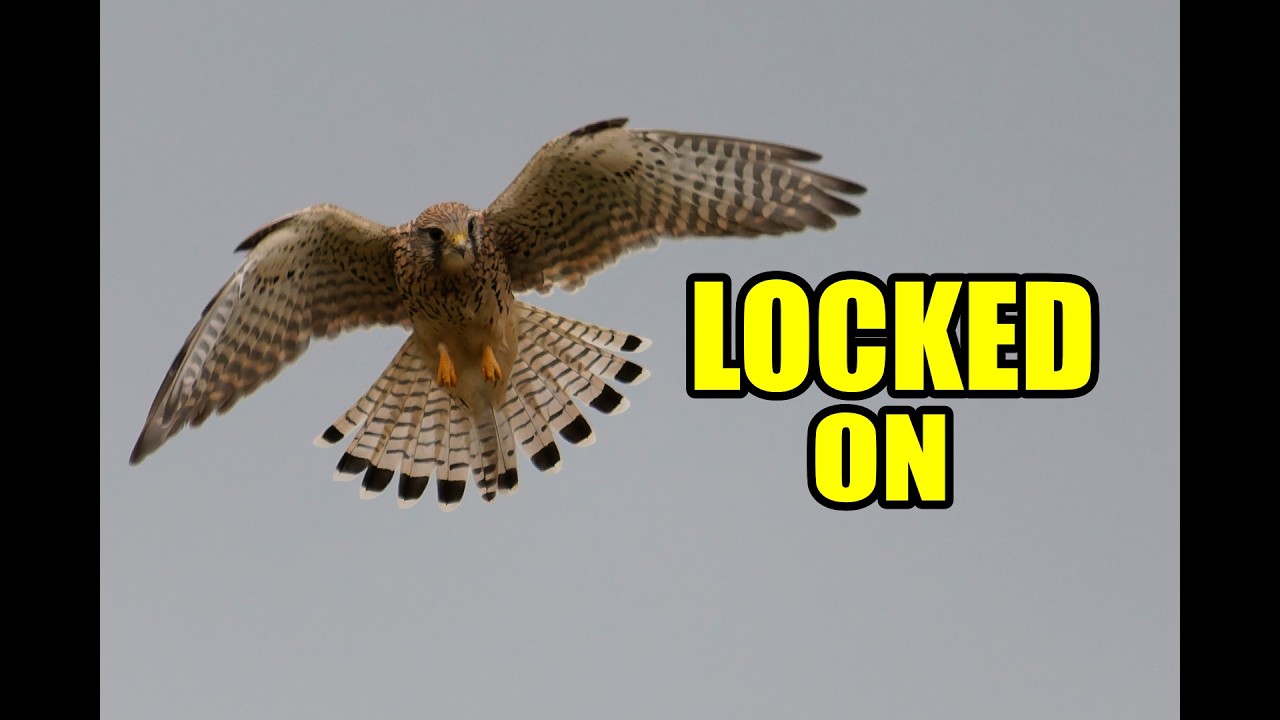 Kestrel Dive Attack! Watch This Falcon Hit Its Prey
