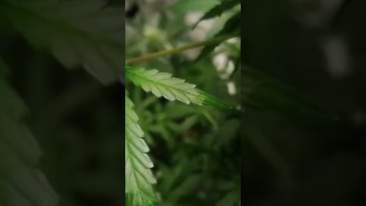 #canna #bis #cannabis #grow #medicine #love #you #she #her