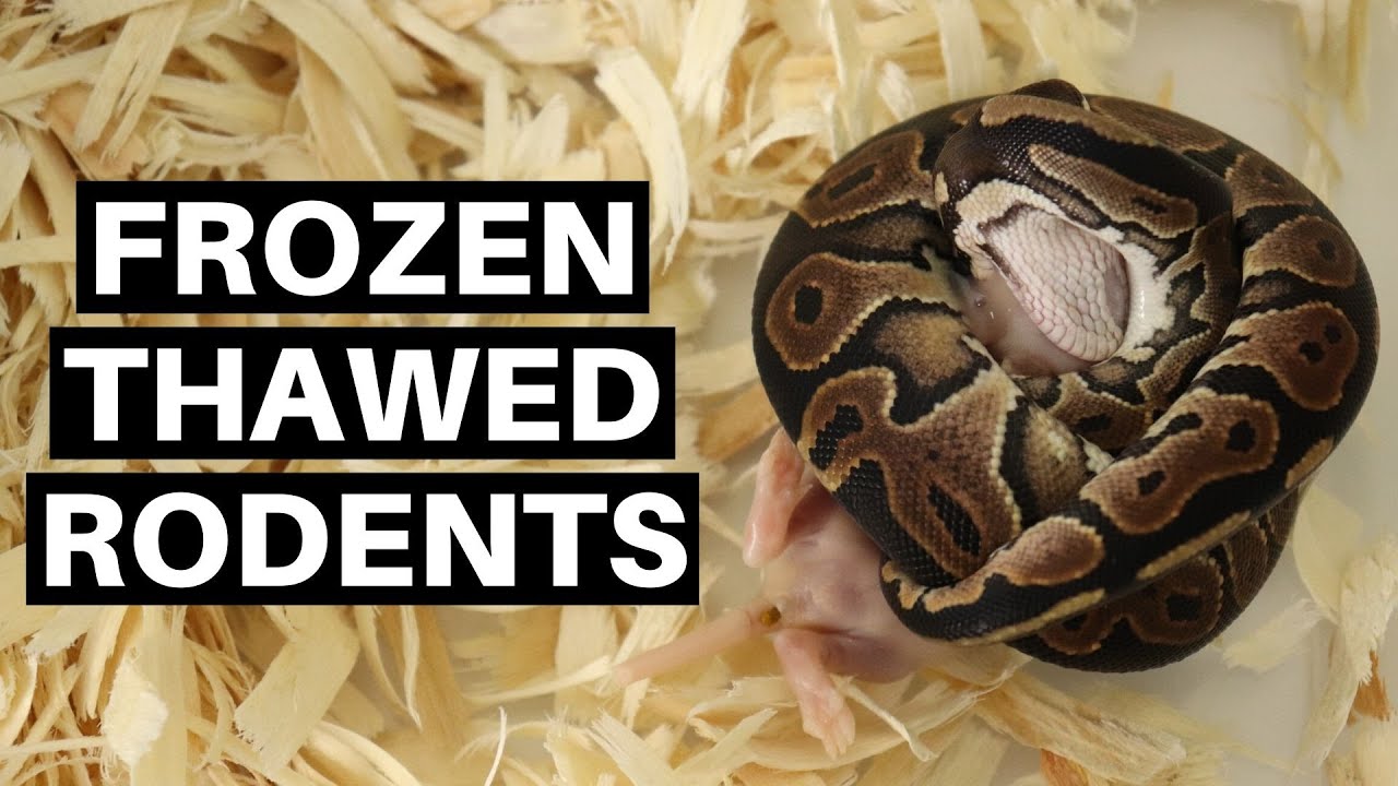 Getting Ball Pythons To Eat Frozen Thawed Rodents - Benjamin's Exotics