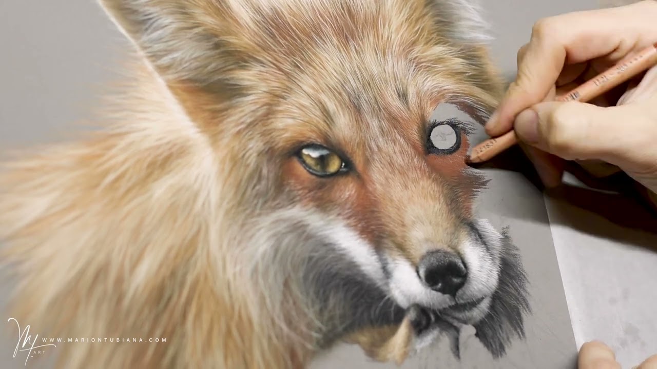 Famille renard roux aux pastels par Marion Tubiana