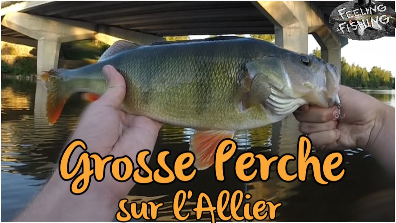 Grosse perche au popper sur l'Allier