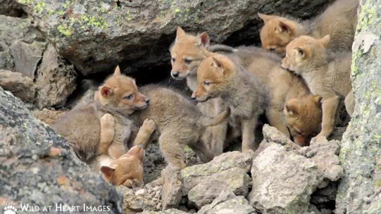 San Francisco Co-Existing with Coyotes