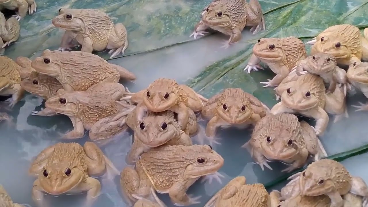 Frogs Party in Water – So Cute & Funny!#Frog#tangchhun