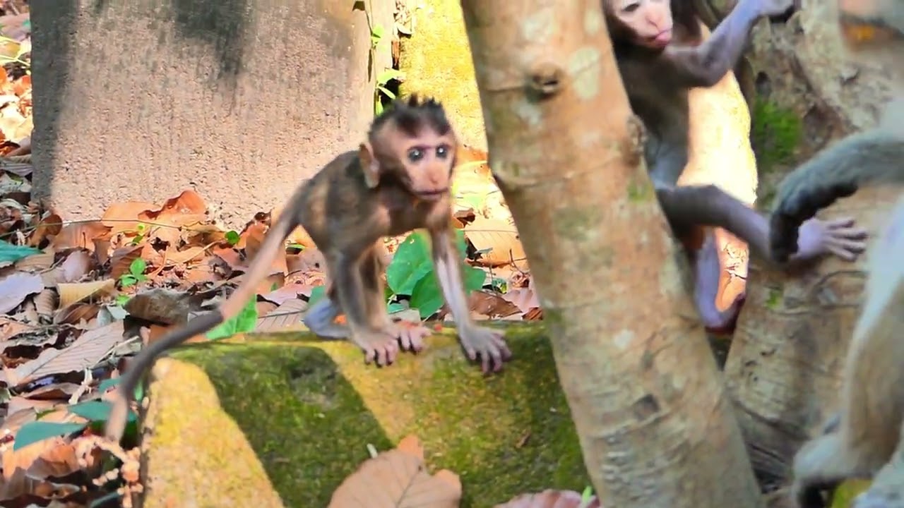 Jinx monkey family with baby on stone , back out her  young child playing and baby free go every