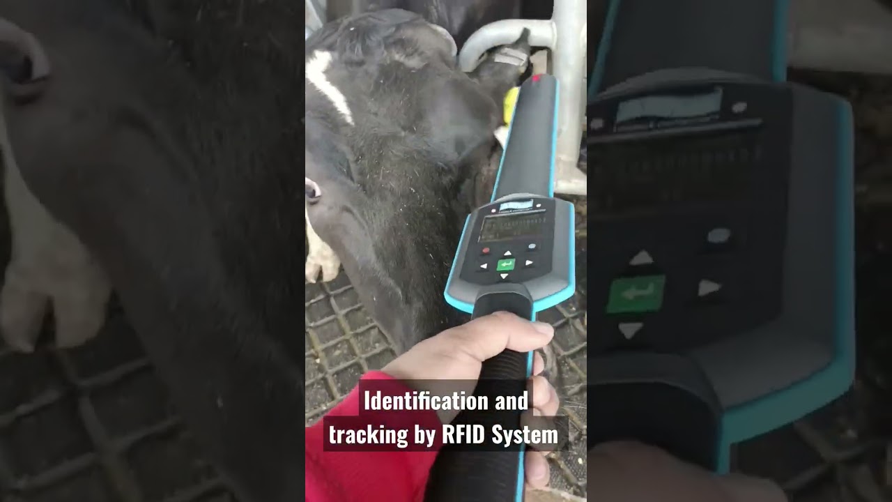 Cows identification and tracking by RFID system