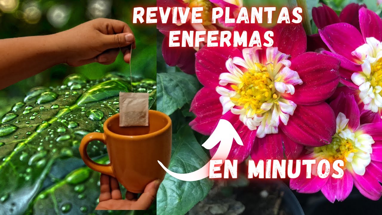 REVIVE PLANTAS MARCHITAS  y ENFERMAS RAPIDAMENTE | Plantas SALUDABLES y con MUCHAS Flores