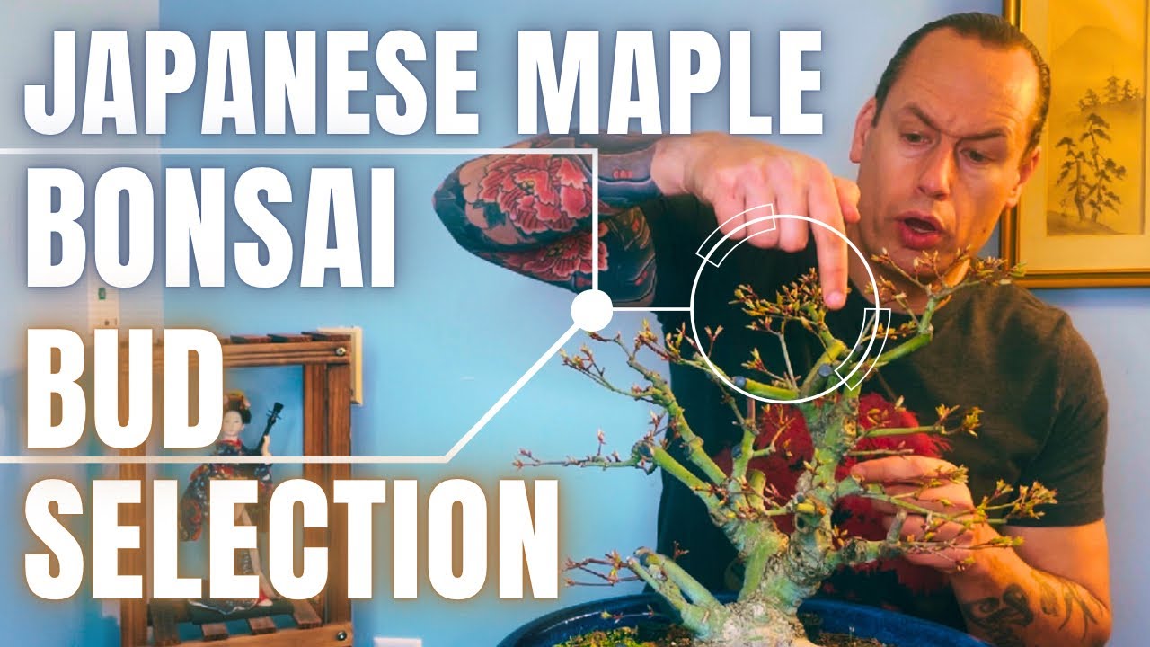 ‘Kiyohime’ Japanese Maple Bud Selection for Bonsai Branch Development & Ramification